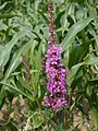 Lythrum salicaria (Gewöhnlicher Blutweiderich)