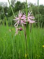 Lychnis flos-cuculi (Kuckucks-Lichtnelke)