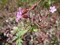 Geranium robertianum (Ruprechtskraut)