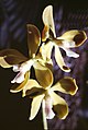 Encyclia diurna