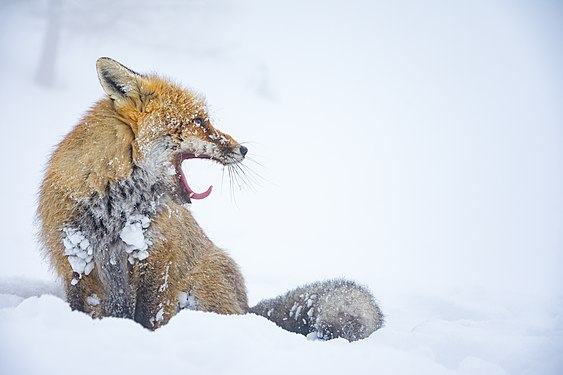 The yawn of the fox in Aosta Valley Photograph: Alberto Peracchio