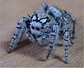 Phidippus mystaceus