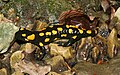 Salamandra salamandra