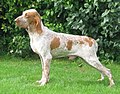 Giotto (Omar x Ronda delle Cascate). The dog is presented by his owner Gábor Essösy from the Compatriota di Bonfini Kennel in Hungary.