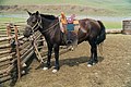 "Mongolian-horse.jpg" by User:Latebird