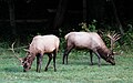 Elk (North Carolina)