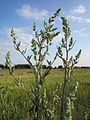 Artemisia vulgaris (Beifuß)