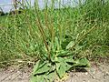 Plantago major (Breitwegerich)