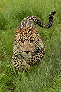 Charging Leopard - This is a featured picture, was Photo of the Day on 10 January 2010 and was a finalist (15th position) in Photo of the Year 2010