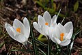 Crocus