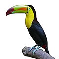 Keel-billed Toucan