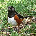 Eastern Towhee (male)