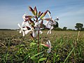 Saponaria officinalis (Gewöhnliches Seifenkraut)