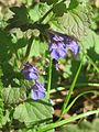 Glechoma hederacea (Gundermann)