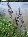 Salvia pratensis (Wiesensalbei)