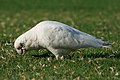 * Nomination Little corella. --99of9 13:12, 4 May 2010 (UTC) * Promotion Good.--Mbz1 15:21, 4 May 2010 (UTC)