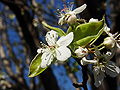 Pear blossoms