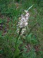 Orchis militaris (pale) Thuringia, Germany