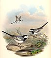 Motacilla alba dukhunensis