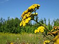 Tanacetum vulgare (Rainfarn)