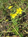 Potentilla argenta (Silber-Fingerkraut)