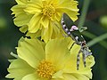 * Nomination Creobroter gemmatus (jeweled flower mantis) on a Tagetes lucida (marigold), in Laos. The natural design on its wings can be reminiscent of a pink smiley. Focus stacking from 12 pictures, exterior shots. --Basile Morin 10:08, 26 May 2018 (UTC) * Promotion QI --ArildV 10:39, 26 May 2018 (UTC)