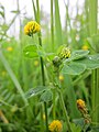 Medicago lupulina (Hopfenklee)