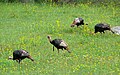 Wild Turkeys