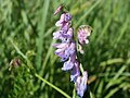 Vicia cracca (Vogel-Wicke)