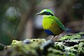 74 Bar-bellied Pitta uploaded by JJ Harrison, nominated by Iifar,  18,  0,  0