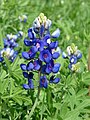 Bluebonnet