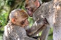 Barbary macaques in Gibraltar