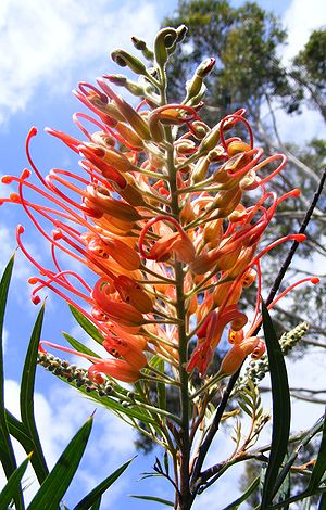 This is an Australian native flower called, Gravillea.