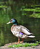 Seite 24: File:Duck_(3665835190).jpg (https://www.flickr.com/photos/xlibber/3665835190/) Autor: Flickr-User xlibber (https://www.flickr.com/people/56844661@N00) Lizenz: CC BY 2.0