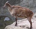 Himalayan tahr