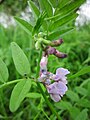 Vicia sepium (Zaun-Wicke)