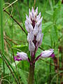 Orchis militaris Germany