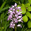 Orchis militaris Germany - Thuringia