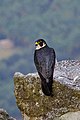 Shaheen falcon, National bird of prey (official)