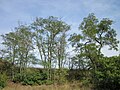 Robinia pseudoacacia (Gewöhnliche Robinie)