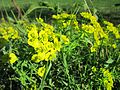 Euphorbia cyparissias (Zypressen-Wolfsmilch)