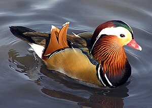 Mandarin Duck (1899)