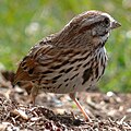 Song Sparrow