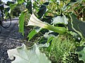 Datura stramonium (Gemeiner Stechapfel)