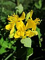 Chelidonium majus (Schöllkraut)