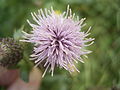 Flowerhead - top