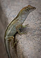 Brown Anole