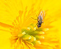 * Nomination Diptera on a flower. --ComputerHotline 16:59, 1 May 2010 (UTC) * Decline please, help the reviewers by giving different names !--Jebulon 17:39, 1 May 2010 (UTC) --  Oppose - What about the species?... -- Alvesgaspar 18:17, 1 May 2010 (UTC)