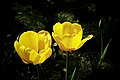 Tulipe jaune