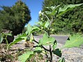 Solanum nigrum (Schwarzer Nachtschatten)